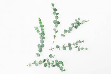  Okaliptüs dalları üzerinde beyaz izole 