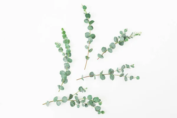 Eucalyptus grenar isolerad på vit — Stockfoto