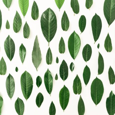 Yeşil yapraklardan oluşan yaratıcı bir düzen. 