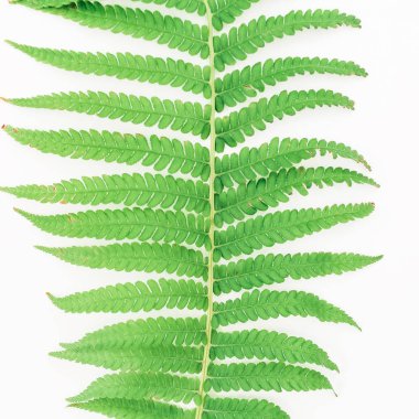 Yeşil fern yaprak çerçeve çiçek