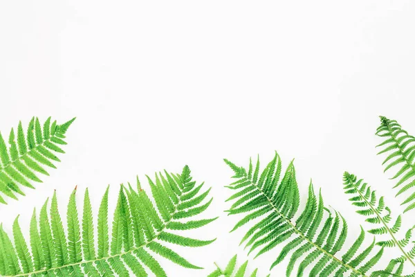 Yeşil fern yaprak çerçeve çiçek 