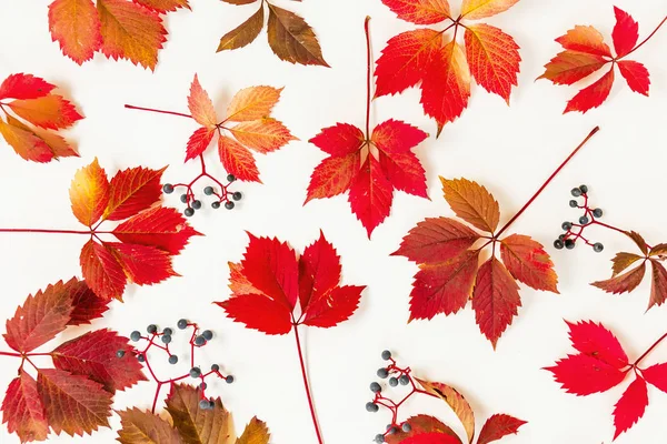 Herbstmuster aus roten Blättern — Stockfoto