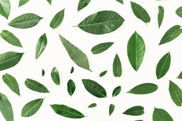 Tvůrčí uspořádání ze zelených listů. — Stock fotografie