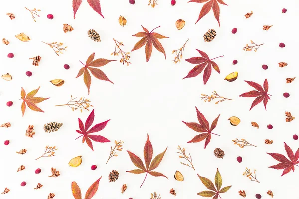 Hojas de otoño, flores secas y conos de pino — Foto de Stock