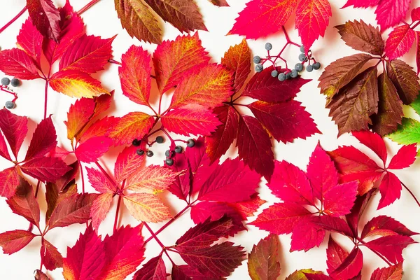 Patrón otoñal de hojas rojas —  Fotos de Stock
