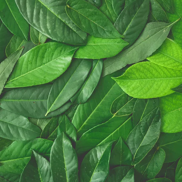 Tvůrčí uspořádání ze zelených listů. — Stock fotografie