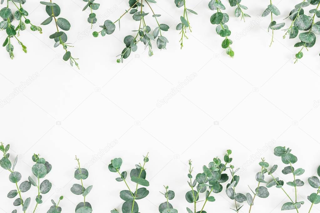  eucalyptus branches isolated on white 