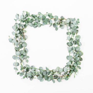  Okaliptüs dalları üzerinde beyaz izole 