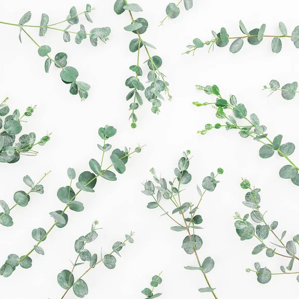 Okaliptüs dalları üzerinde beyaz izole — Stok fotoğraf