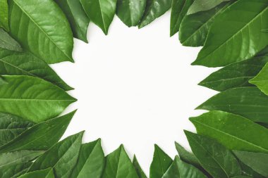 Yeşil yapraklardan oluşan yaratıcı bir düzen. 