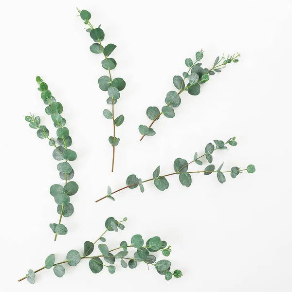 Rami di eucalipto isolati su bianco — Foto Stock