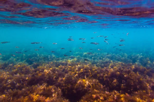 Denizin altındaki balıklar