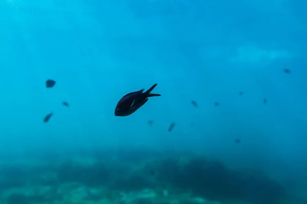 Fish  underwater in sea — Stock Photo, Image