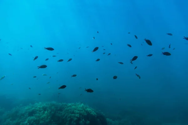 Peces bajo el agua en el mar — Foto de Stock