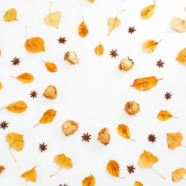 Çiçek desenli kuru çiçek ve yaprakları beyaz arka plan üzerinde. Düz yatıyordu, en iyi görünümü