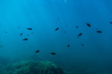 Denizin altındaki balıklar