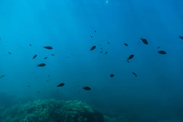 Poissons sous-marins en mer — Photo