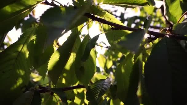 Las hojas en el árbol en el jardín y la luz solar — Vídeos de Stock