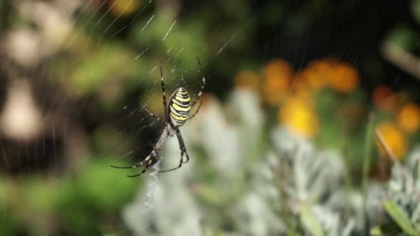 Araignée sur une toile — Video