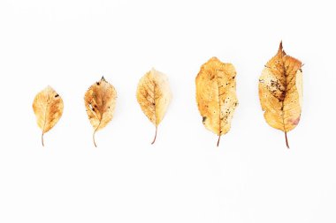 Yaprak çiçek desenli 