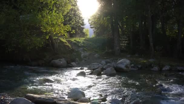 Río de montaña y bosque — Vídeo de stock