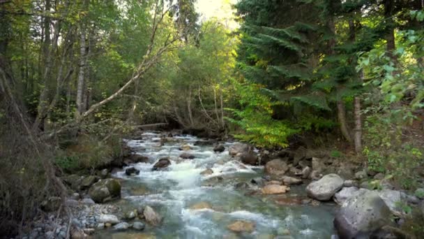 Rivière et forêt de montagne 