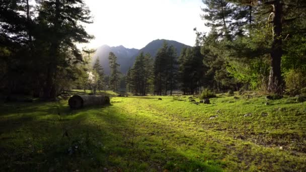 Vacker Utsikt Över Gröna Skogen Tidig Morgon — Stockvideo