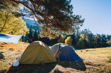 Glade güneşli ormanda kamp görünümü 