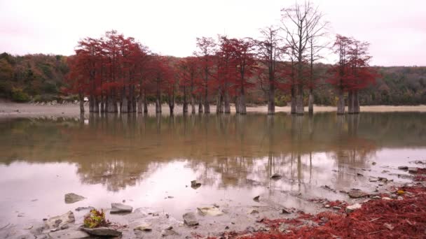 Красные болота кипарисы, осенний пейзаж с озером — стоковое видео