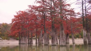 Kırmızı bataklık selvi, göl, sonbahar yatay
