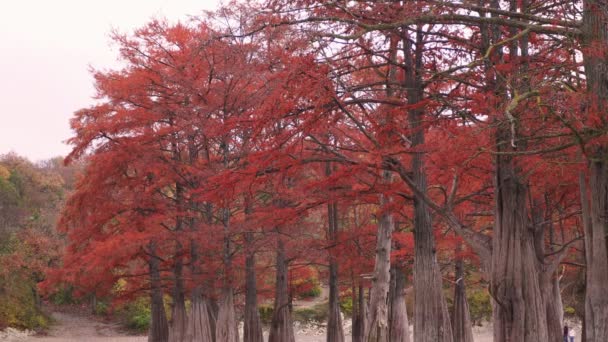 Rode moeras cipressen, herfst landschap met lake — Stockvideo