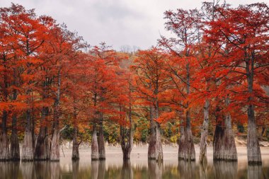 Red swamp cypresses, autumn landscape with trees and water clipart