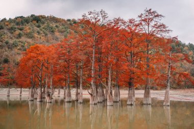 Kırmızı bataklık selvi, ağaçlar ve su ile sonbahar yatay