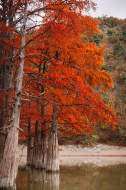 Kırmızı bataklık selvi, ağaçlar ve su ile sonbahar yatay
