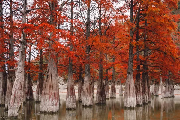 Cipreses pantanosos rojos, paisaje otoñal con árboles y agua — Foto de Stock