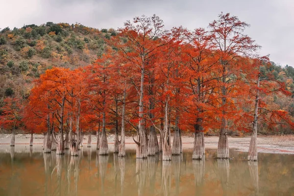 Red swamp cypresses, autumn landscape with trees and water — Stock Photo, Image