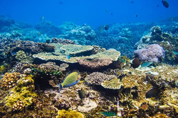 Peces bajo el agua en el mar —  Fotos de Stock