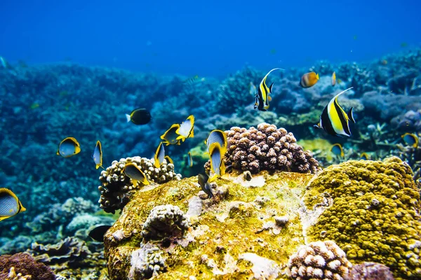 Peces bajo el agua en el mar —  Fotos de Stock