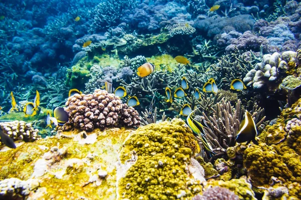 Fishes  underwater in sea — Stock Photo, Image