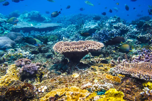 Fishes Underwater Sea Water Texture Ocean — Stock Photo, Image