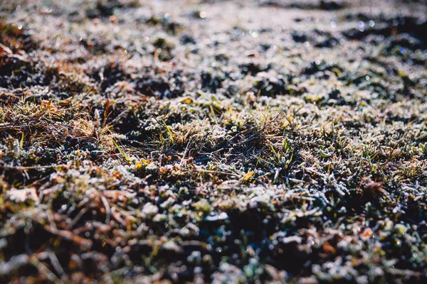 Close View Wet Ground Moss Grass — Stock Photo, Image
