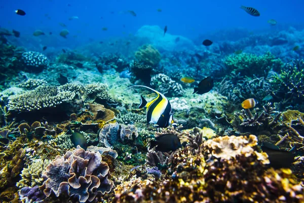 Peces Bajo Agua Mar Textura Del Agua Océano —  Fotos de Stock