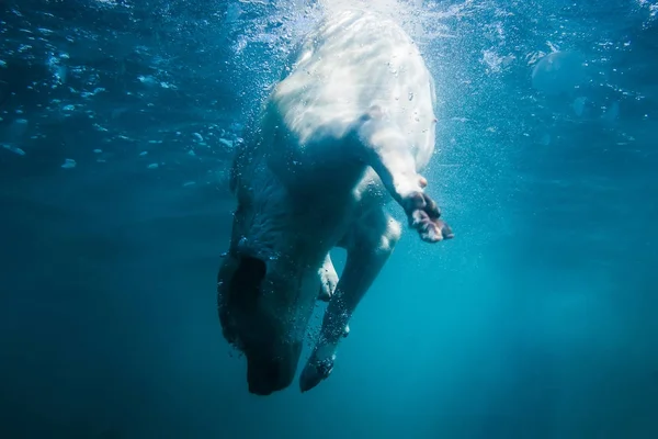 Filhote Cachorro Labrador Brincalhão Está Nadando Mar Cachorro Subaquático Para — Fotografia de Stock
