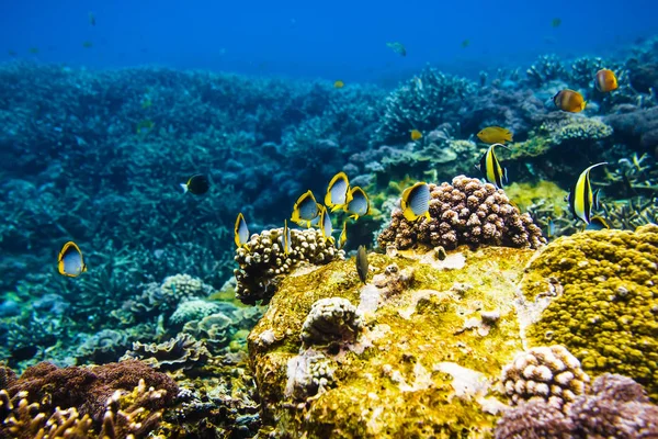 Pesci Sott Acqua Mare Struttura Dell Acqua Nell Oceano — Foto Stock