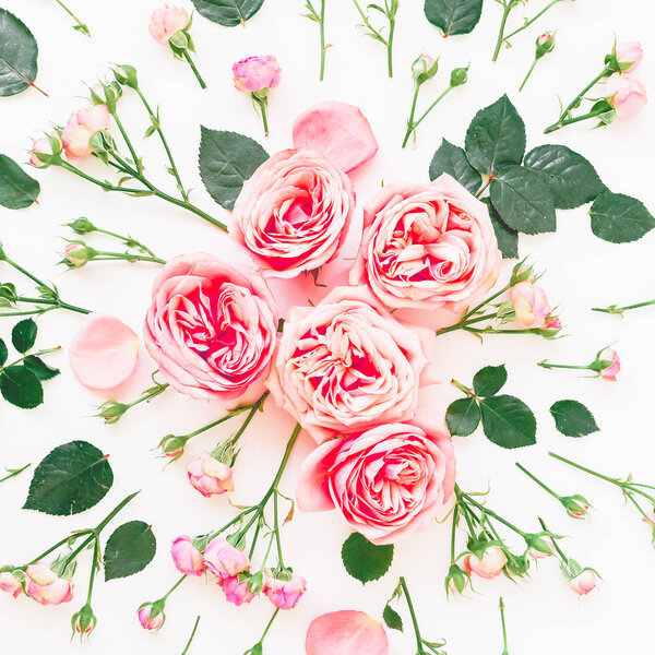  нежные розовые розы на белом фоне
