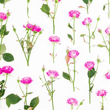 Çiçek desenli pembe Güllü dalları ve beyaz arka plan üzerinde bırakır. Düz yatıyordu, en iyi görünüm. Gül çiçek doku