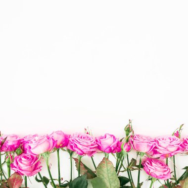 Çiçek sınır deseni pembe güller, dalları ve yaprakları beyaz arka plan üzerinde. Düz yatıyordu, en iyi görünümü.