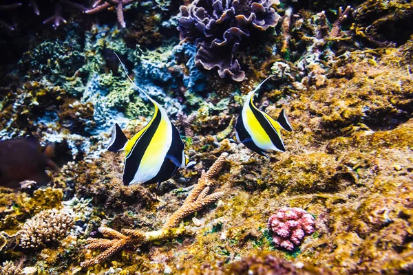 Tropikal balık ve mercan resif okyanus içinde.