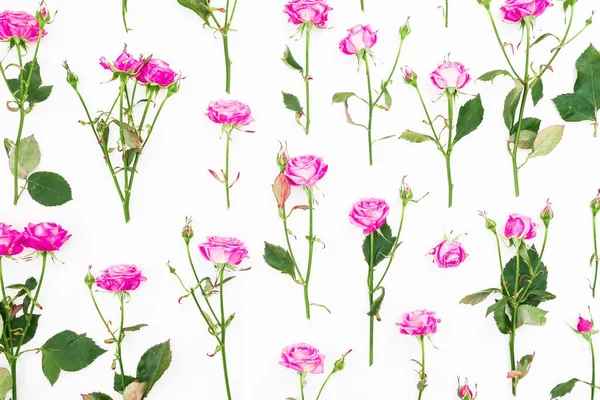 Patrón Floral Con Rosas Rosadas Sobre Fondo Blanco Piso Tendido —  Fotos de Stock