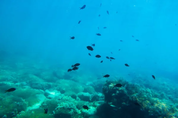 在水下的黑鱼和太阳光 海上野生生活 — 图库照片